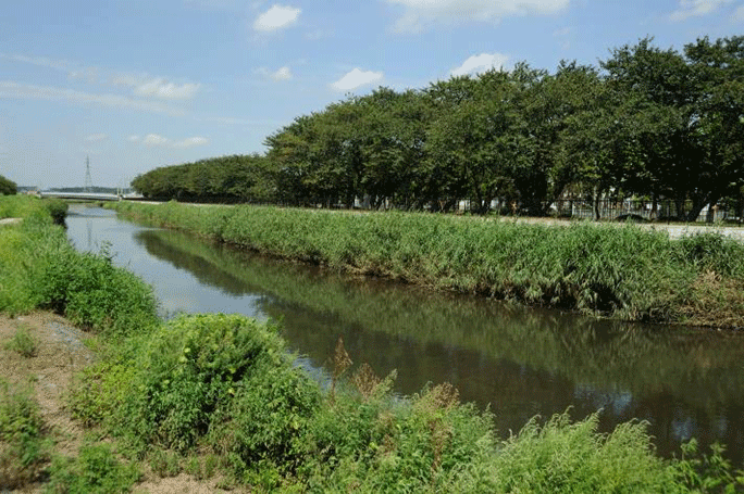 環境に配慮した河道整備（高崎川）